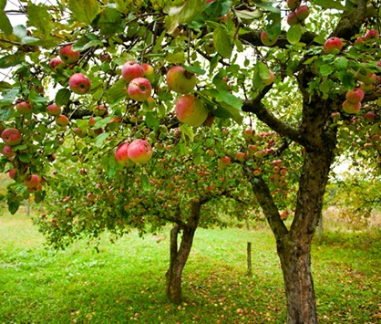 Grow Your Orchard Campaign Phase 2