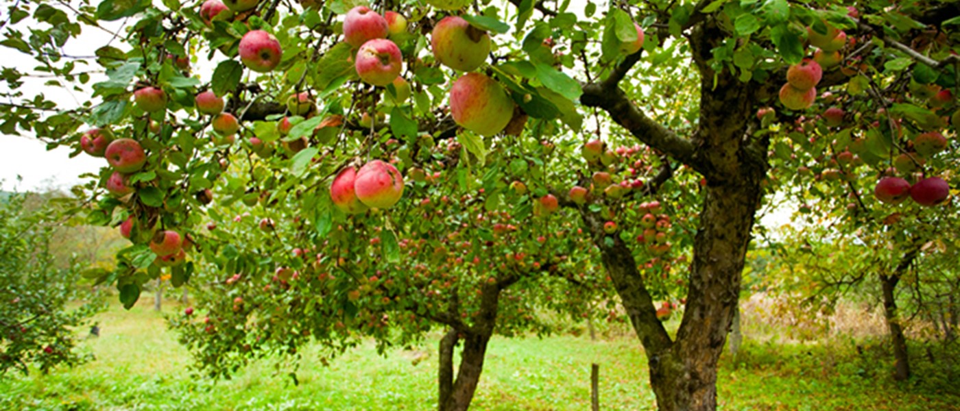 Grow Your Orchard Campaign Phase 2
